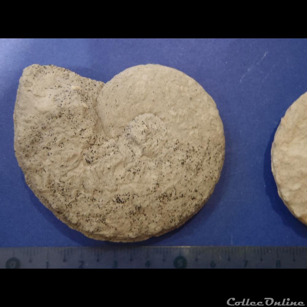 Schloenbachia varians 3 coquillage fossile invertebre schloenbachia varians