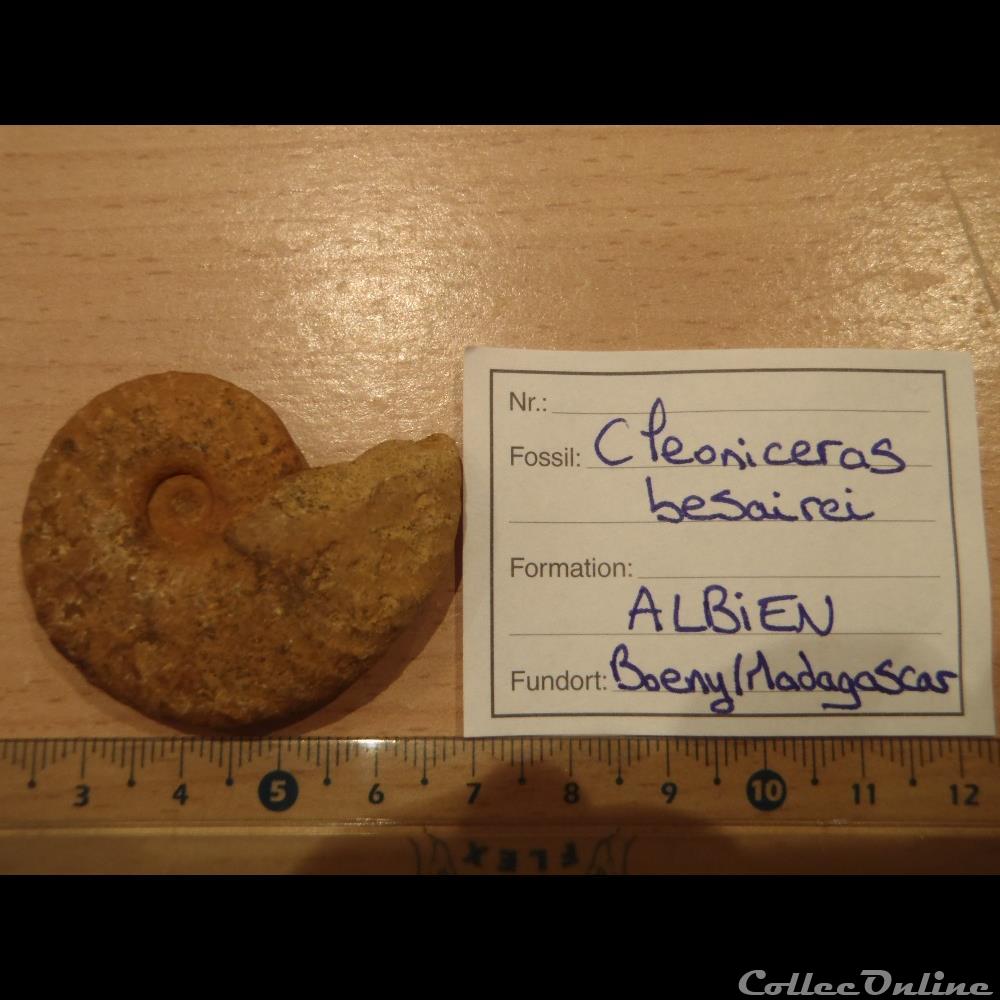 Cleoniceras besarei 5 coquillage fossile invertebre cleoniceras besarei 5