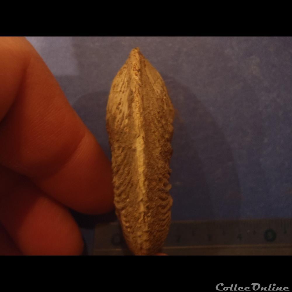 coquillage fossile invertebre cardioceras
