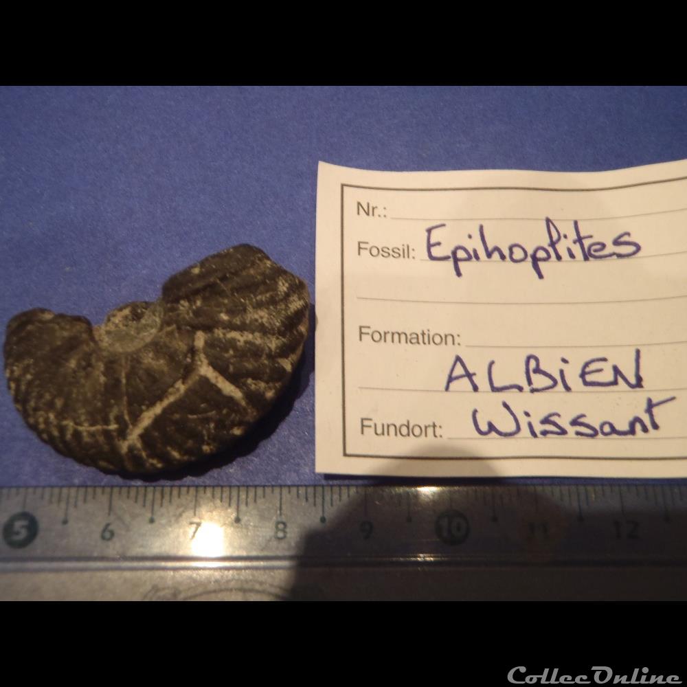 epihoplites coquillage fossile invertebre epihoplites