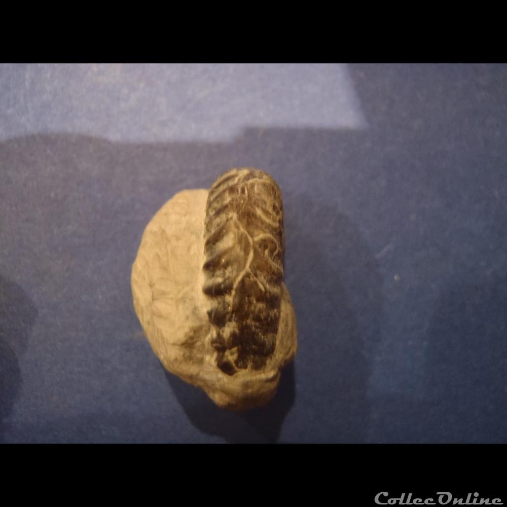 coquillage fossile invertebre ammonite indeterminee 18