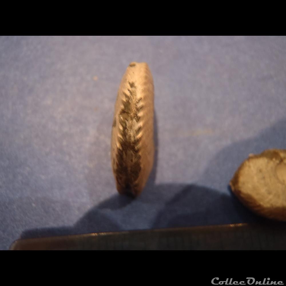 Euhoplites inornatus 2 coquillage fossile euhoplites inornatus