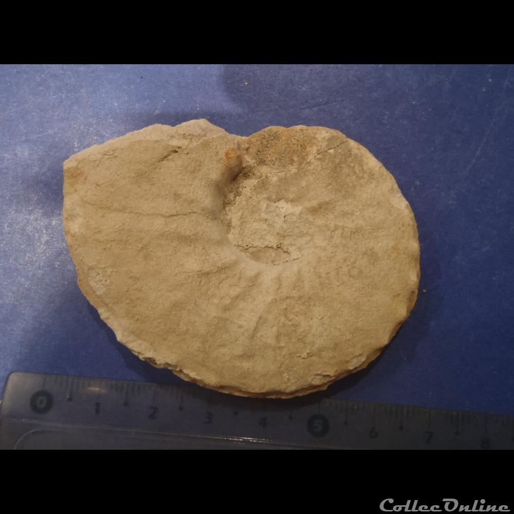 Schloenbachia varians coquillage fossile invertebre schloenbachia varians