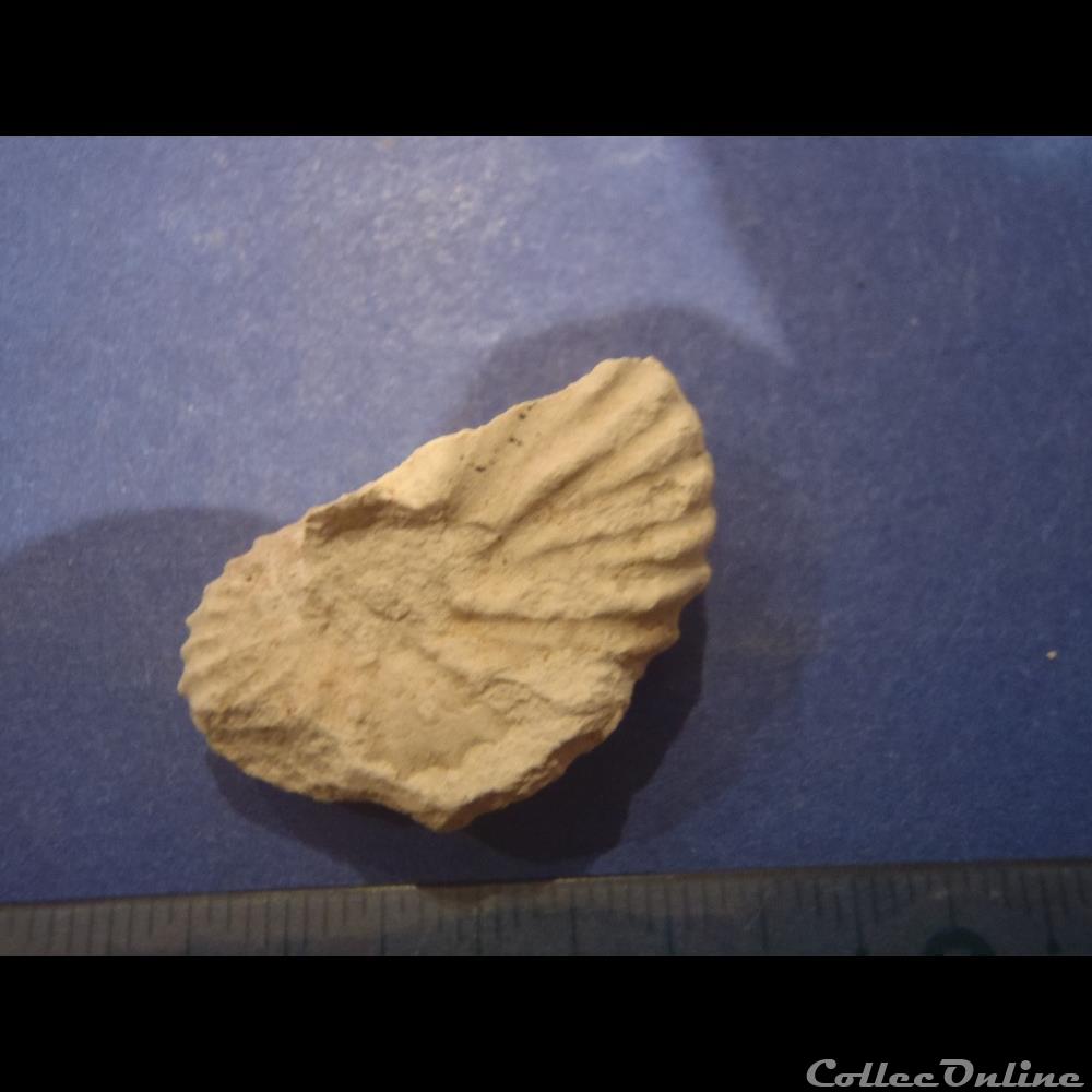 Mantelliceras mantelli 3 coquillage fossile invertebre mantelliceras mantelli