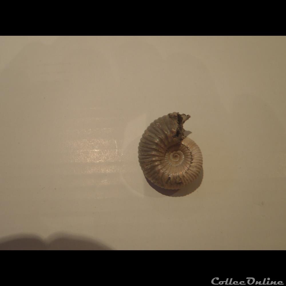 coquillage fossile invertebre cadoceras sp