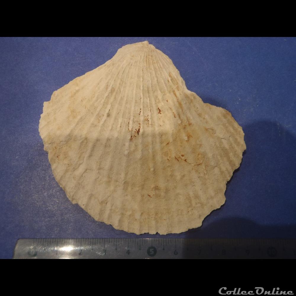 Indéterminé coquillage fossile invertebre indetermine