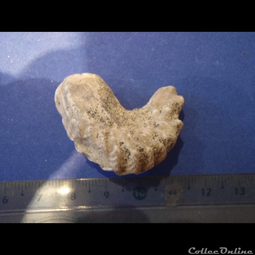 Rastellum diluvianum 3 coquillage fossile rastellum diluvianum