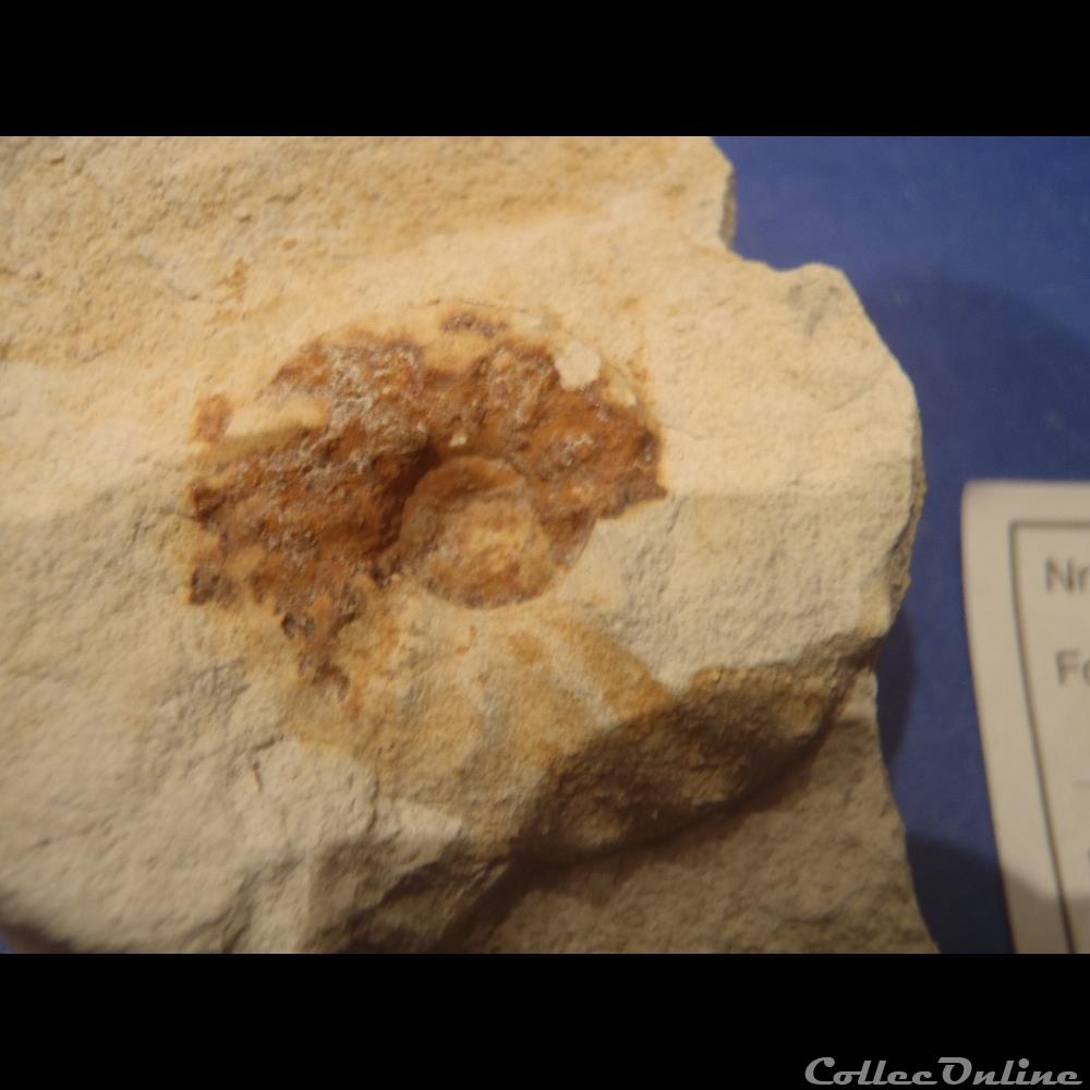 Schloenbachia varians coquillage fossile invertebre schloenbachia varians