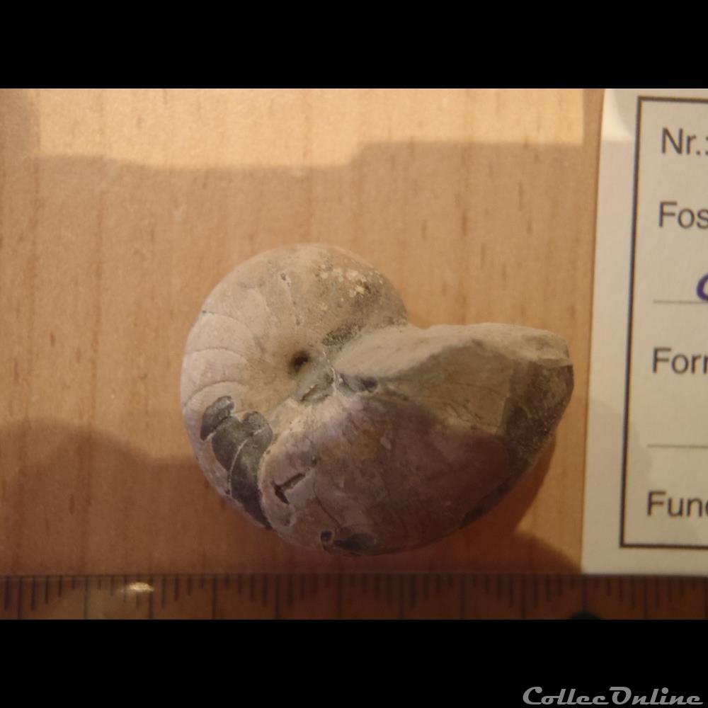 Eutrephoceras clementinum 2 coquillage fossile eutrephoceras clementinum 2