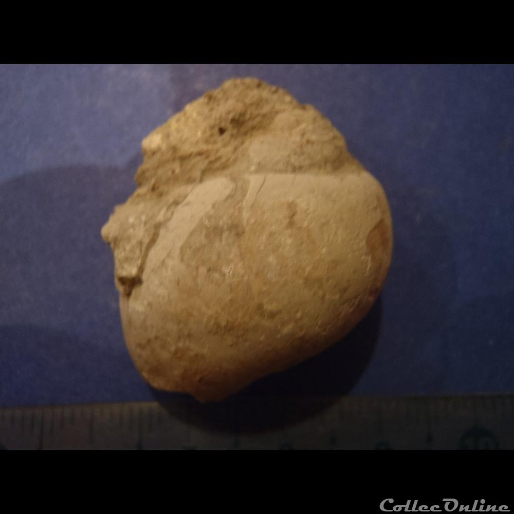 Natica turbiniformis coquillage fossile invertebre natica turbiniformis
