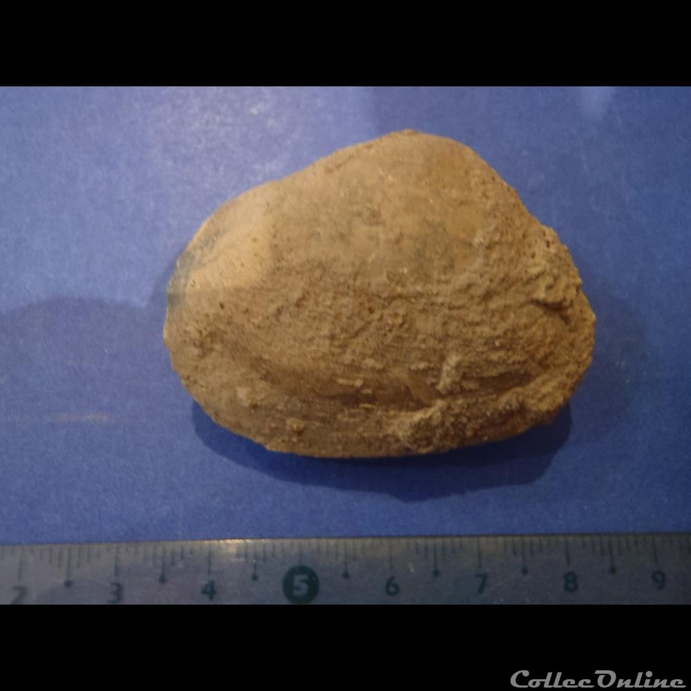 coquillage fossile invertebre bivalve indetermine