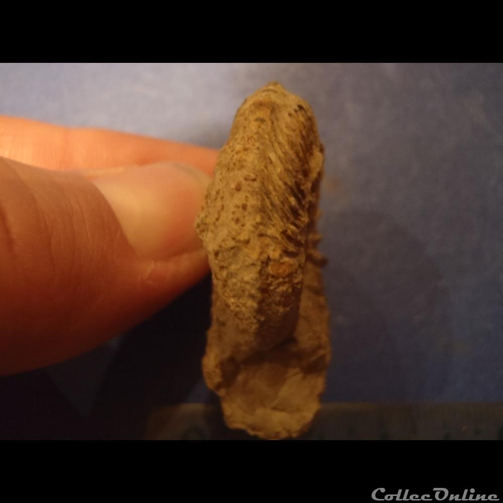 coquillage fossile invertebre cardioceras