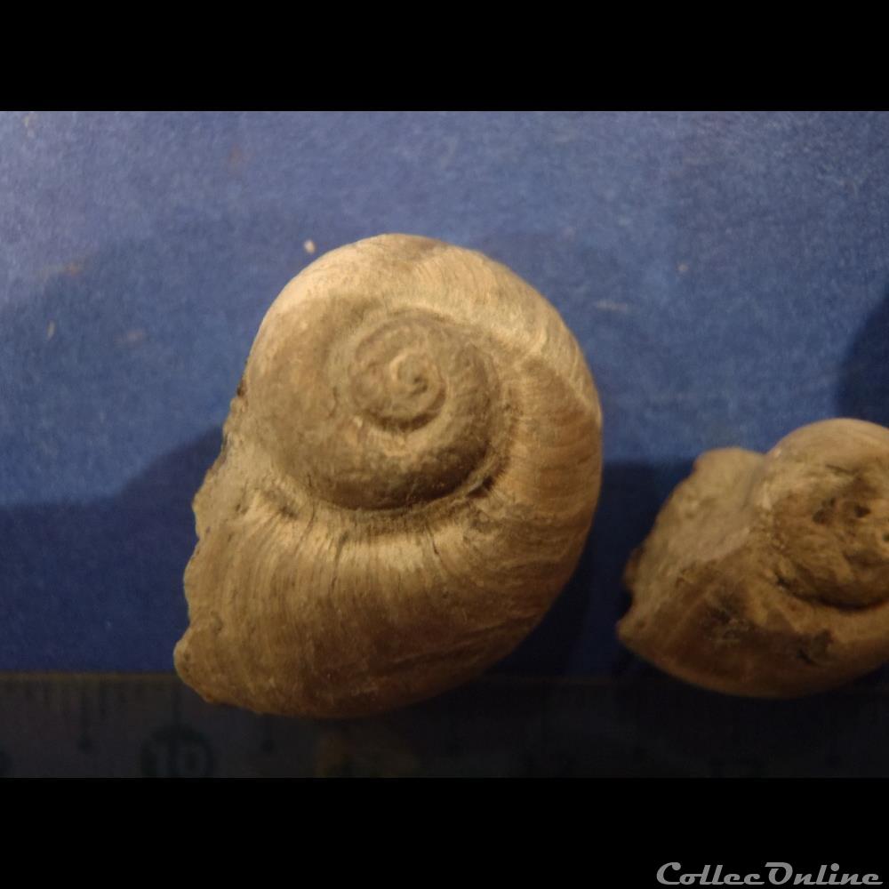Gyrodes gentii 3 coquillage fossile invertebre gyrodes gentii