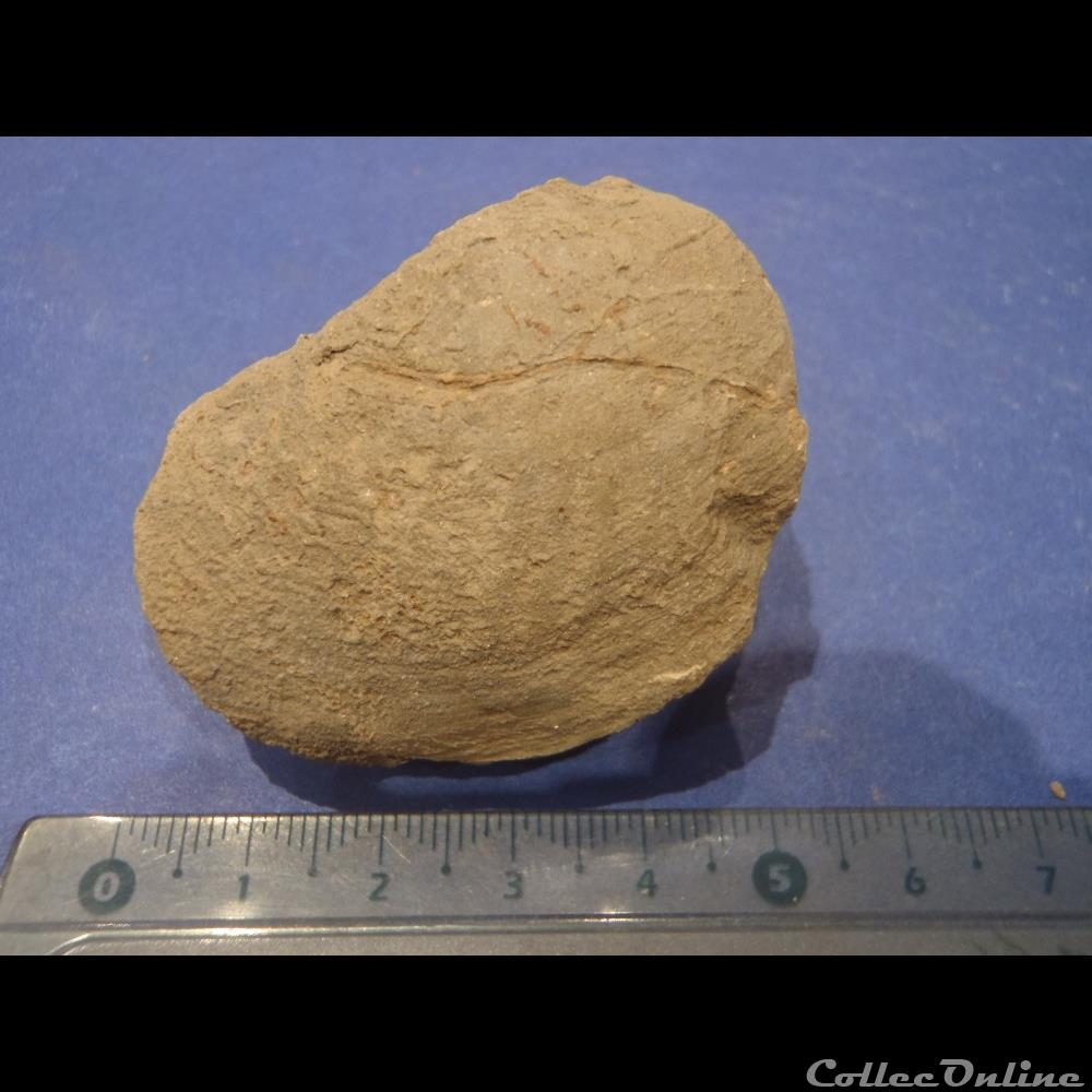 coquillage fossile bivalve indetermine