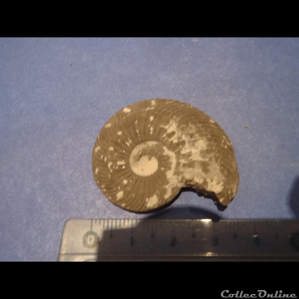 Indéterminé coquillage fossile invertebre indetermine