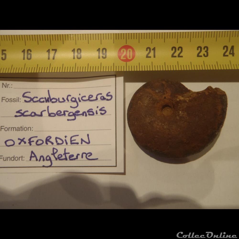 Scaburgiceras scaburgensis coquillage fossile invertebre scaburgiceras scaburgensis