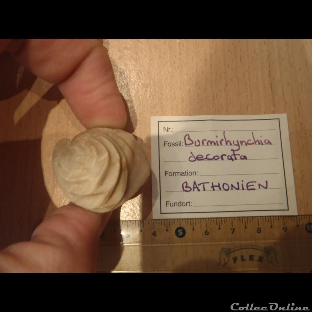 Burmirhynchia decorata 2 coquillage fossile burmirhynchia decorata