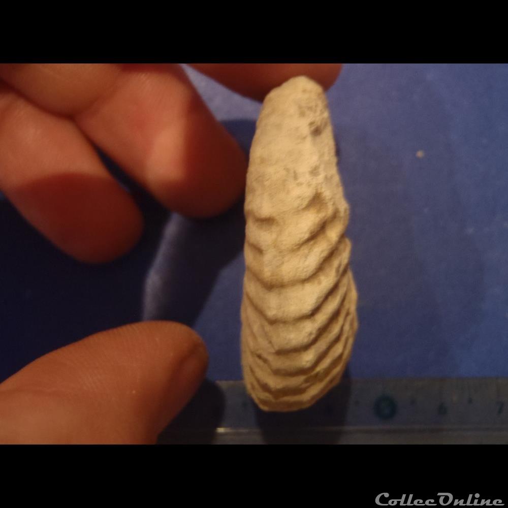 Mantelliceras mantelli 3 coquillage fossile mantelliceras mantelli