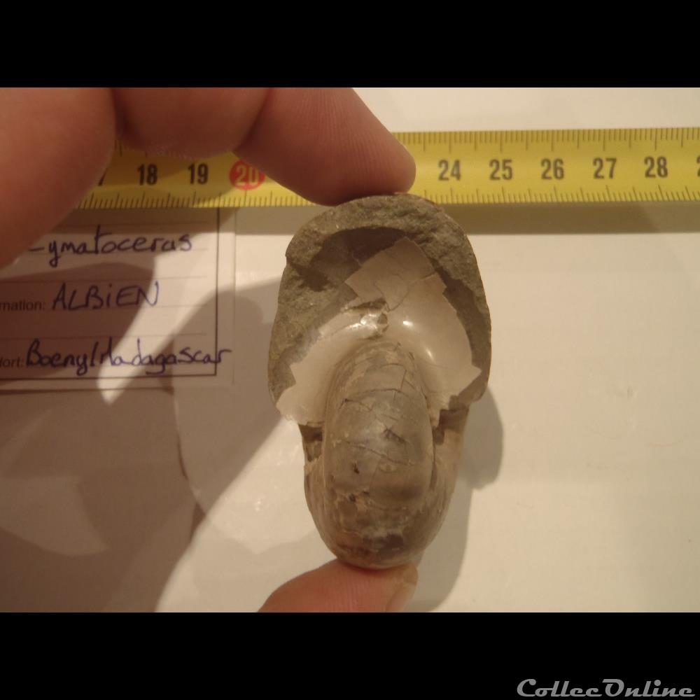 Cymatoceras coquillage fossile invertebre cymatoceras