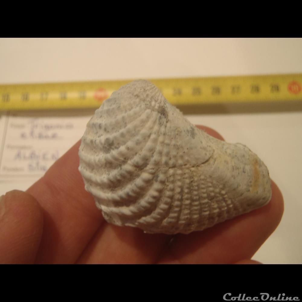 Trigonia elisae 3 coquillage fossile invertebre trigonia elisae