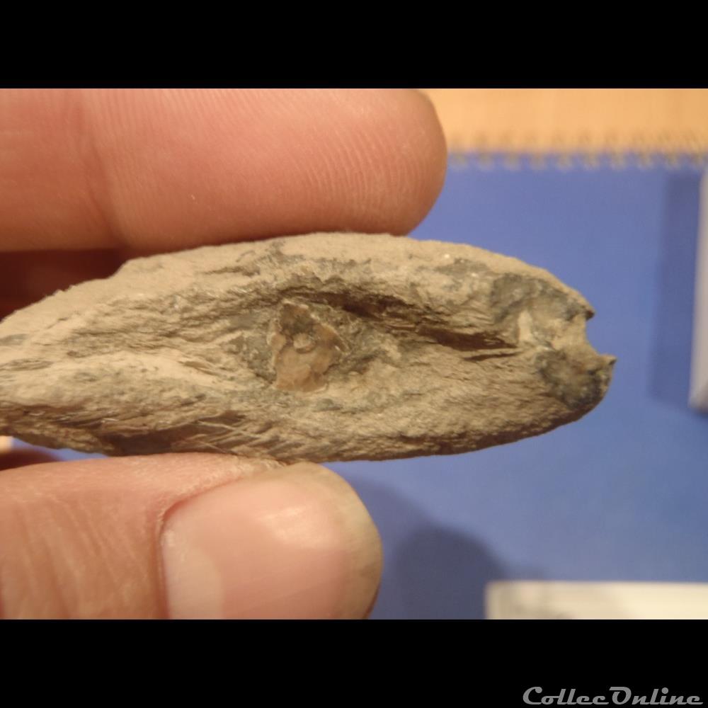 Isognomon promytliloides coquillage fossile invertebre isognomon promytliloides