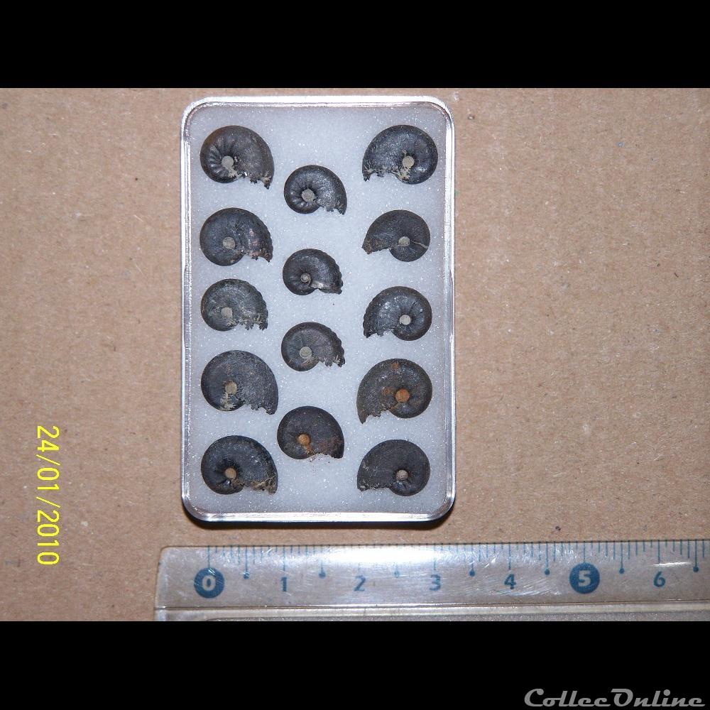 taramellicéras spe. coquillage fossile invertebre taramelliceras spe