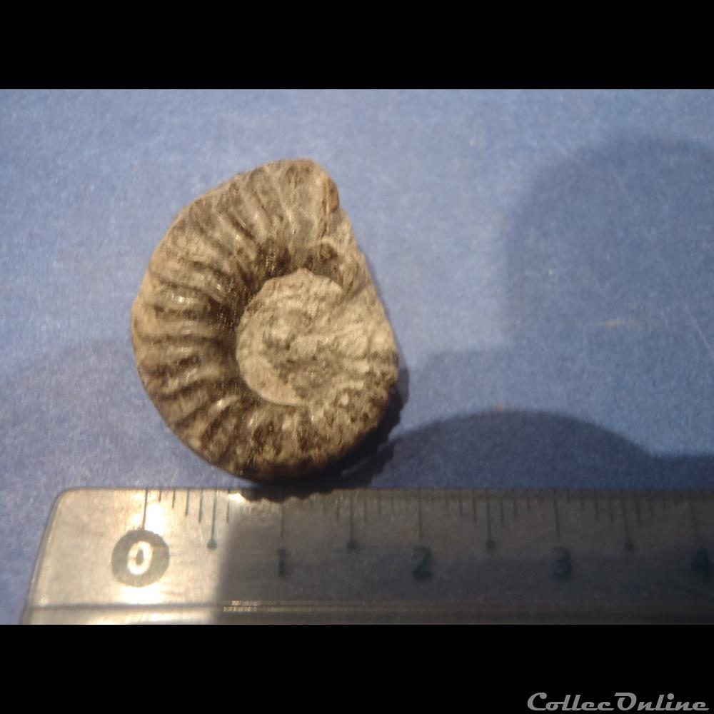 coquillage fossile invertebre ammonite indeterminee 18