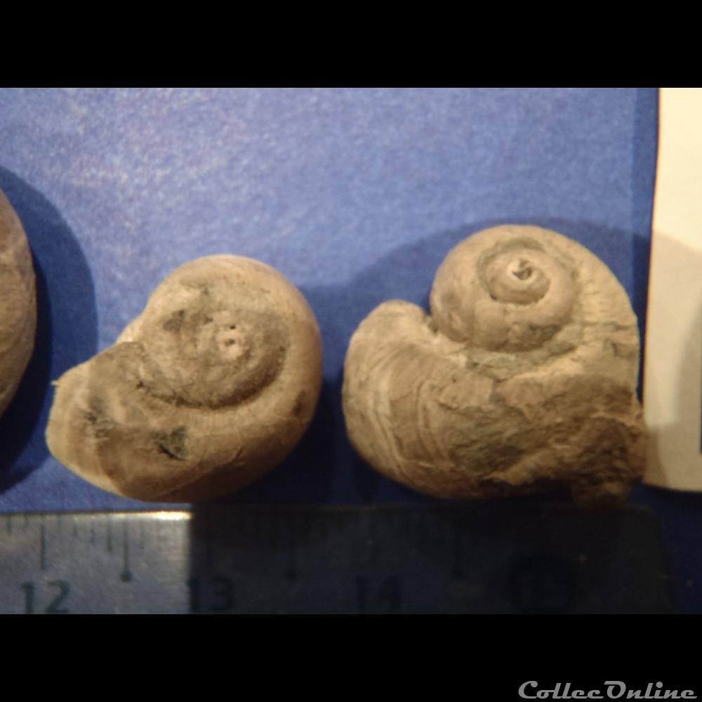 Gyrodes gentii 2 coquillage fossile invertebre gyrodes gentii