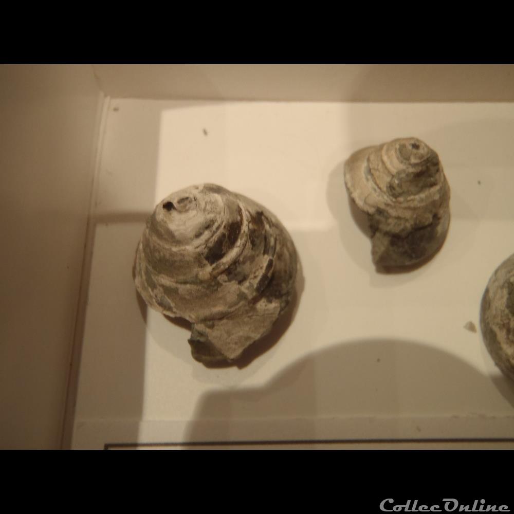Semisolarium conoideum 3 coquillage fossile invertebre semisolarium conoideum