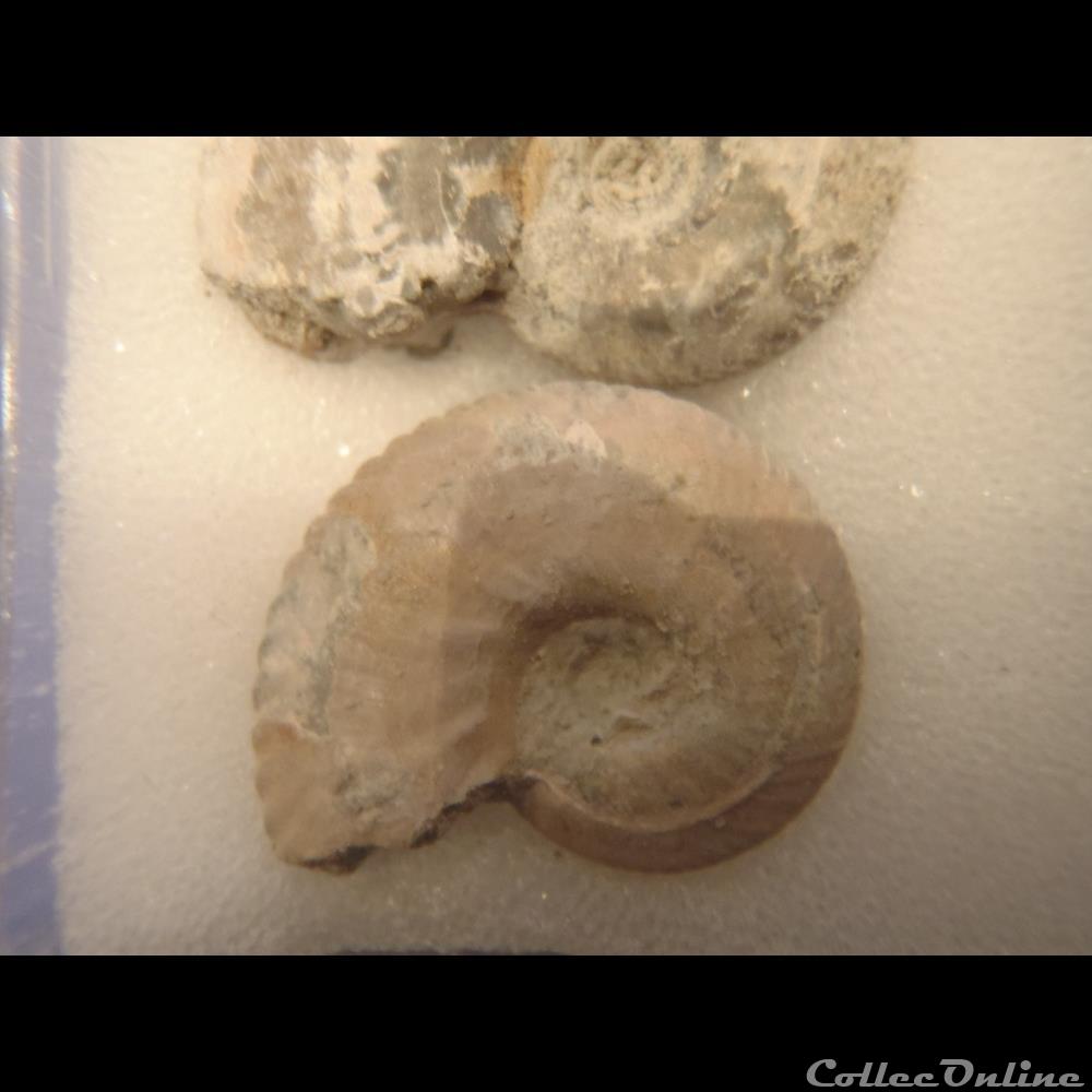 coquillage fossile invertebre anahoplites