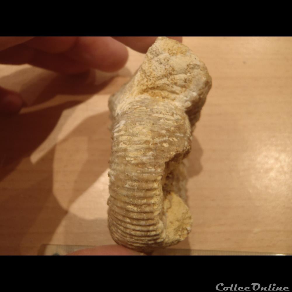 Ammonite indéterminée 2 coquillage fossile invertebre ammonite indeterminee