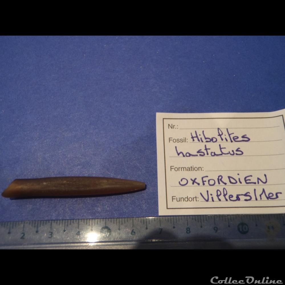 coquillage fossile invertebre hibolites hastatus