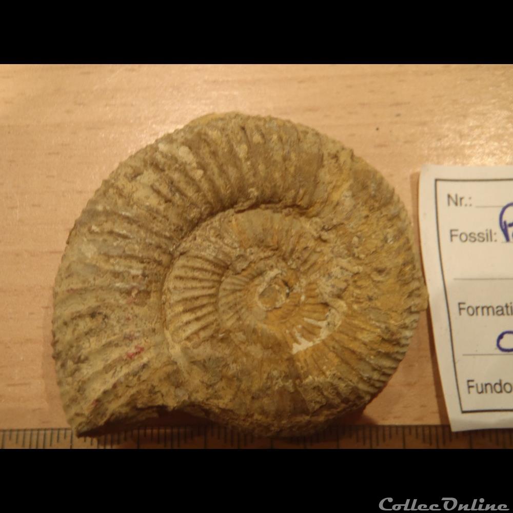 Perisphinctes sp. coquillage fossile invertebre perisphinctes sp