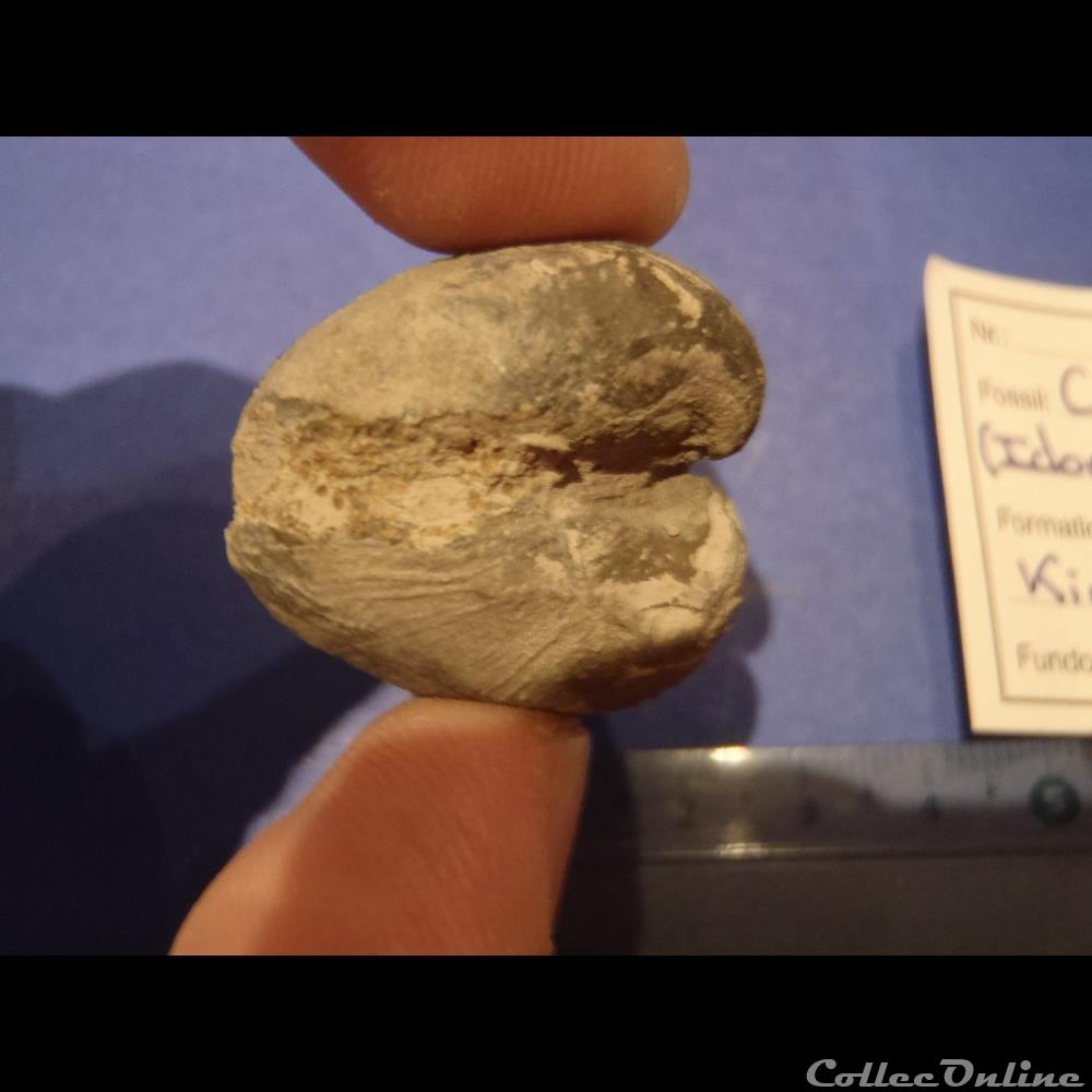 Cucullaea contracta 3 coquillage fossile invertebre cucullaea contracta