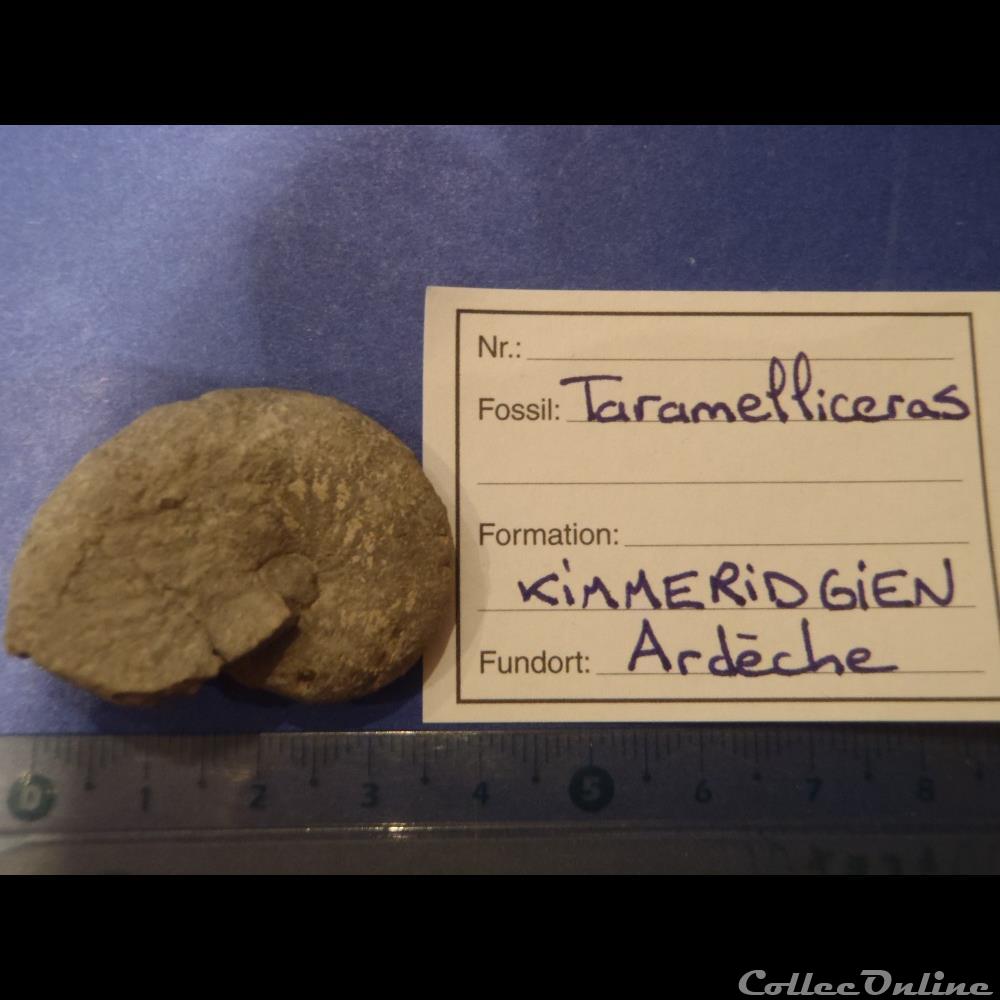 coquillage fossile invertebre taramelliceras