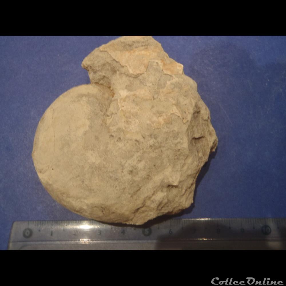 Nautile indéterminé 2 coquillage fossile invertebre nautile indetermine