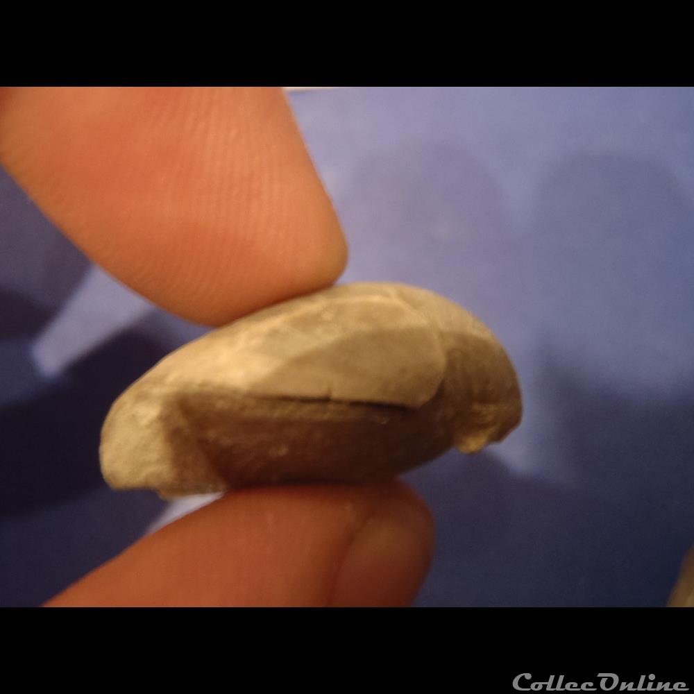 coquillage fossile invertebre gallienneithyris galliennei
