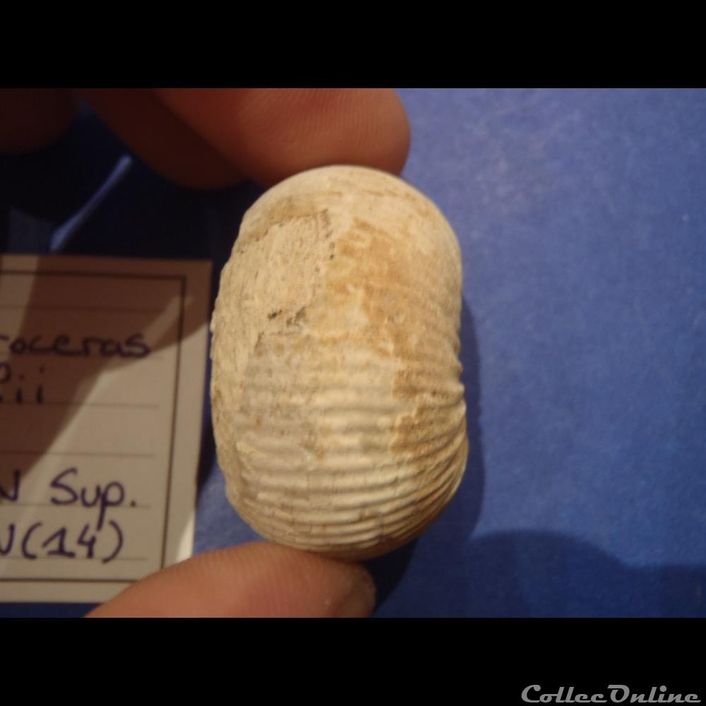 Chondroceras gervillii 2 coquillage fossile invertebre chondroceras gervillii