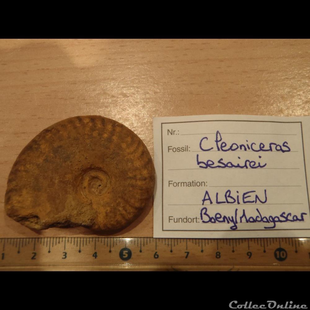 coquillage fossile invertebre cleoniceras besarei 4
