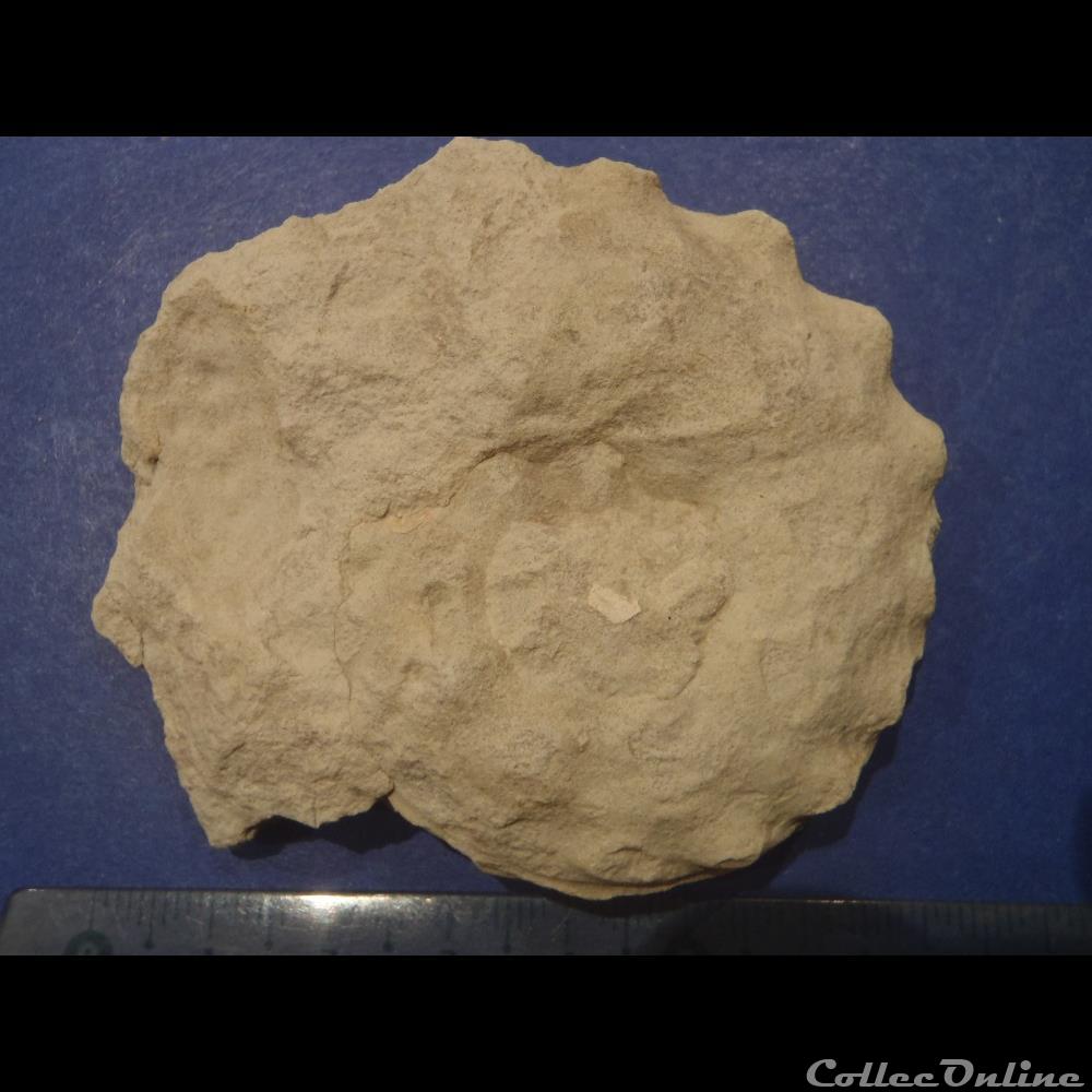 coquillage fossile invertebre schloenbachia varians