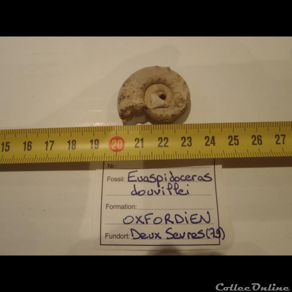 coquillage fossile invertebre euaspidoceras douvillei