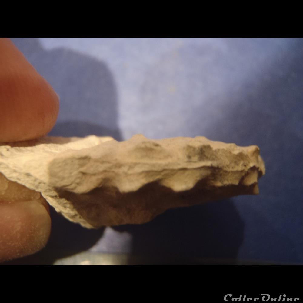 coquillage fossile schloenbachia varians