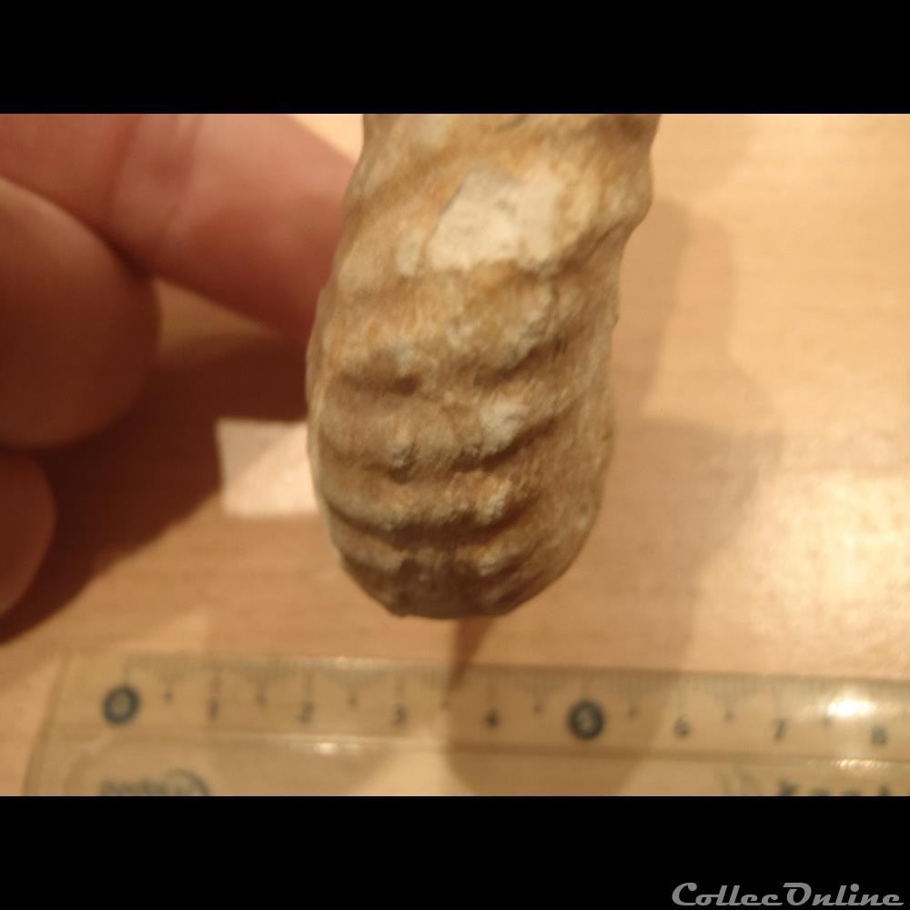 Mantelliceras mantelli 2 coquillage fossile invertebre mantelliceras mantelli