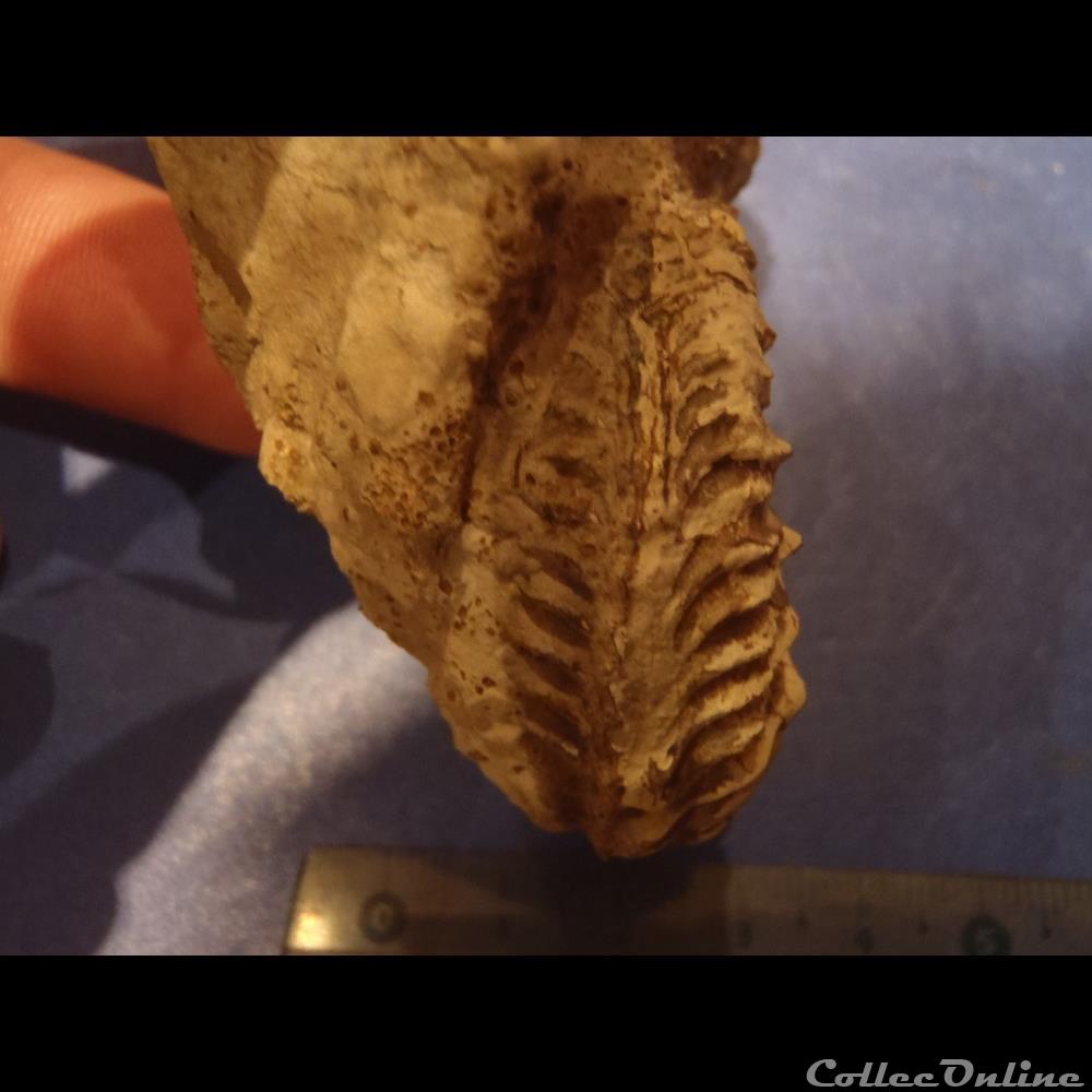 coquillage fossile invertebre cardioceras