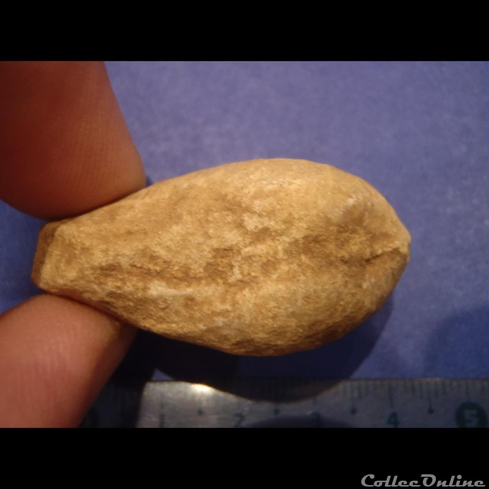 Bivalve indéterminé coquillage fossile invertebre bivalve indetermine