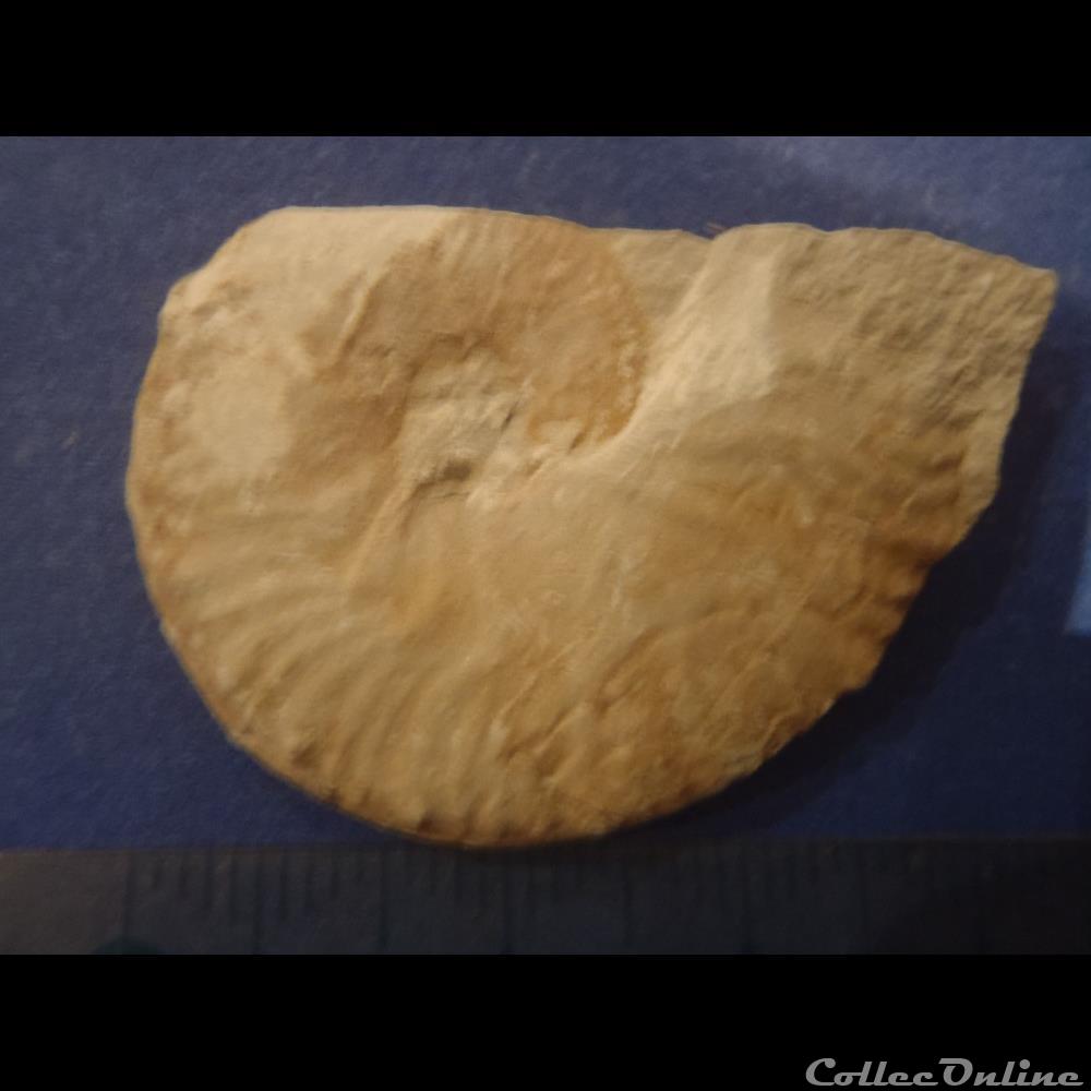 coquillage fossile invertebre hyphoplites falcatus