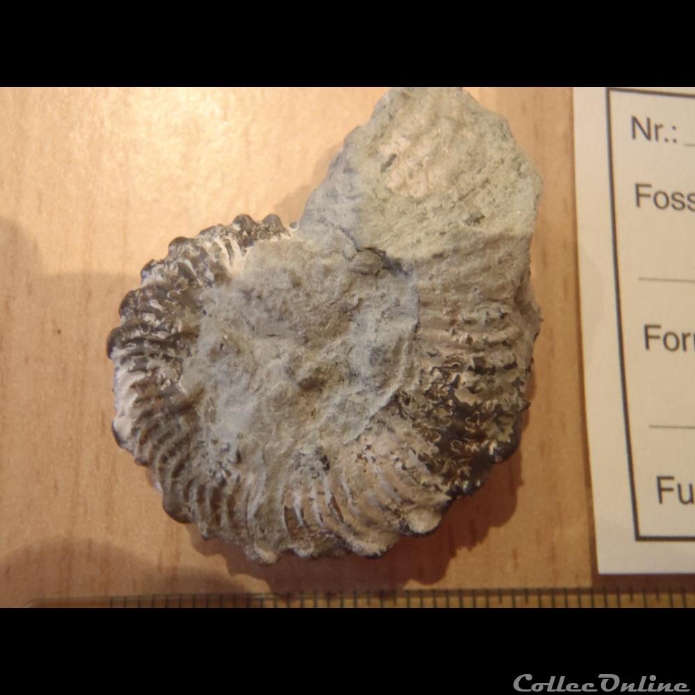 Anahoplites sp. 2 4 coquillage fossile anahoplites sp 2