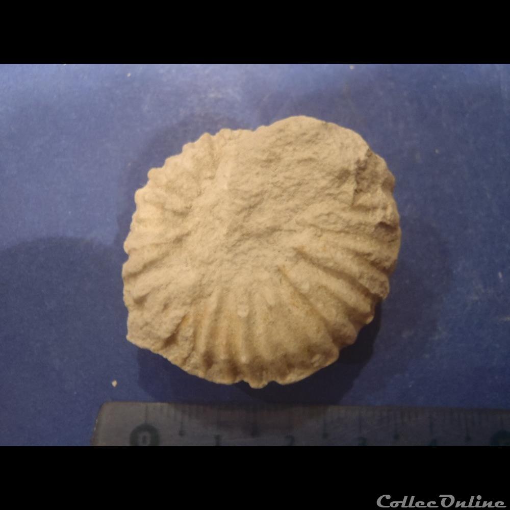 Mantelliceras mantelli coquillage fossile invertebre mantelliceras mantelli