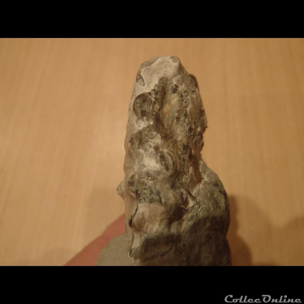 Ammonite indéterminée 9 coquillage fossile invertebre ammonite indeterminee 9