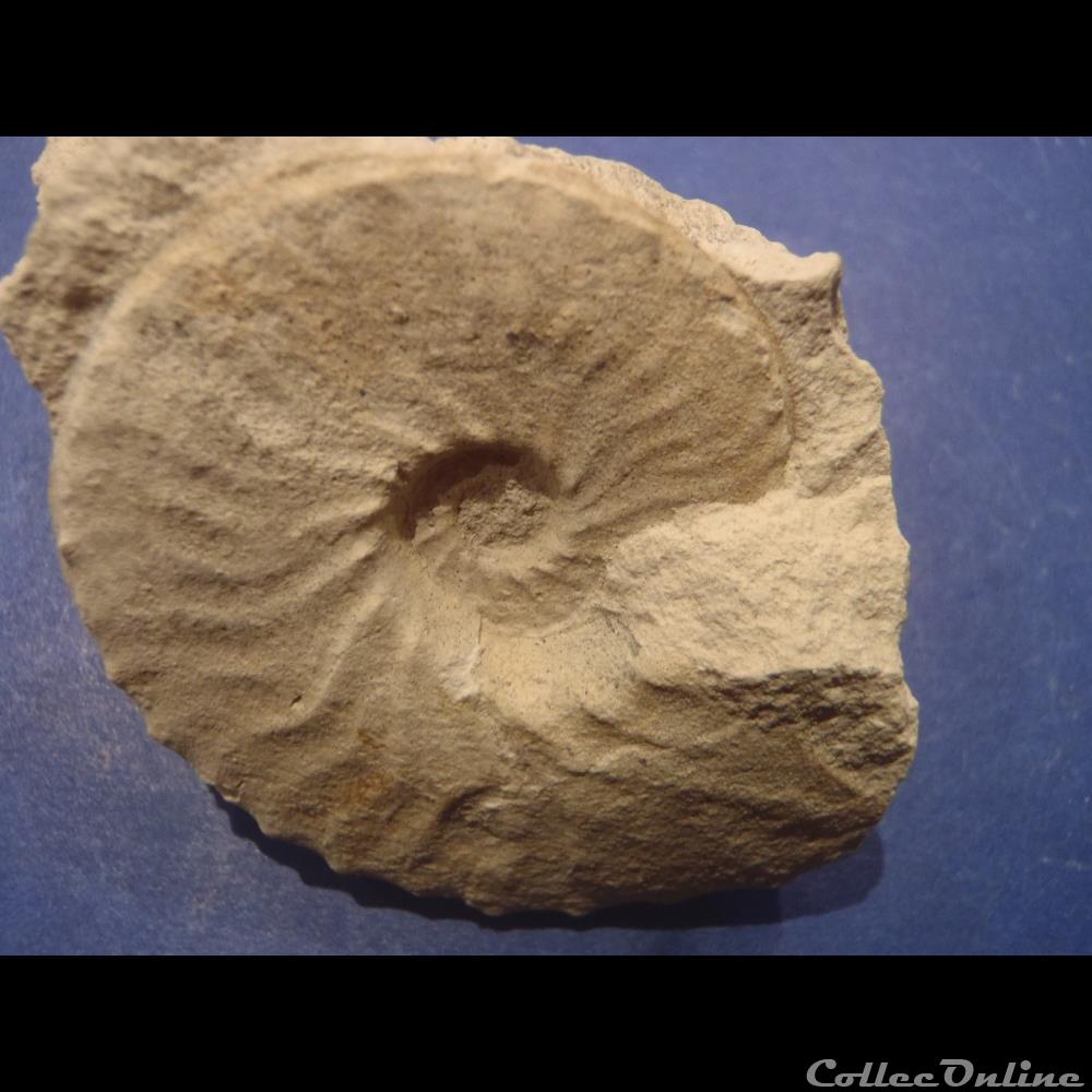 Schloenbachia varians coquillage fossile invertebre schloenbachia varians